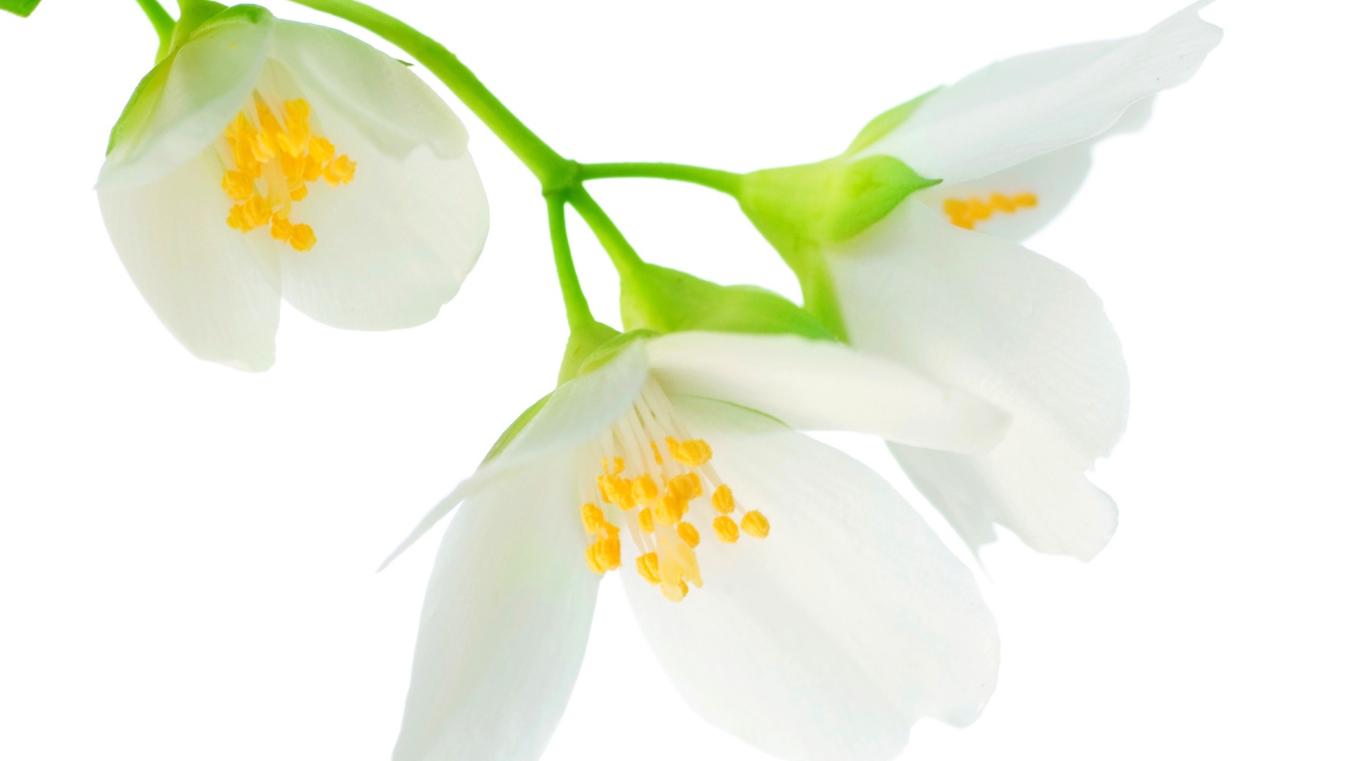 Нежные белые цветы жасмина на белом фоне крупным планом