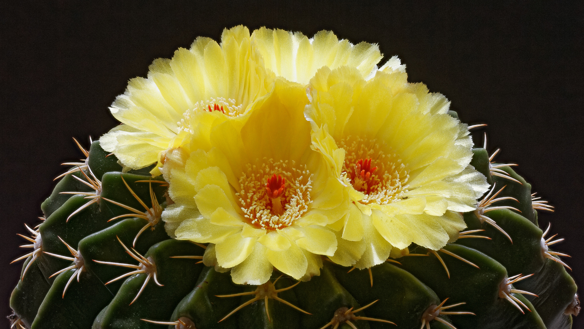 Нежные желтые цветы на зеленом колючем кактусе