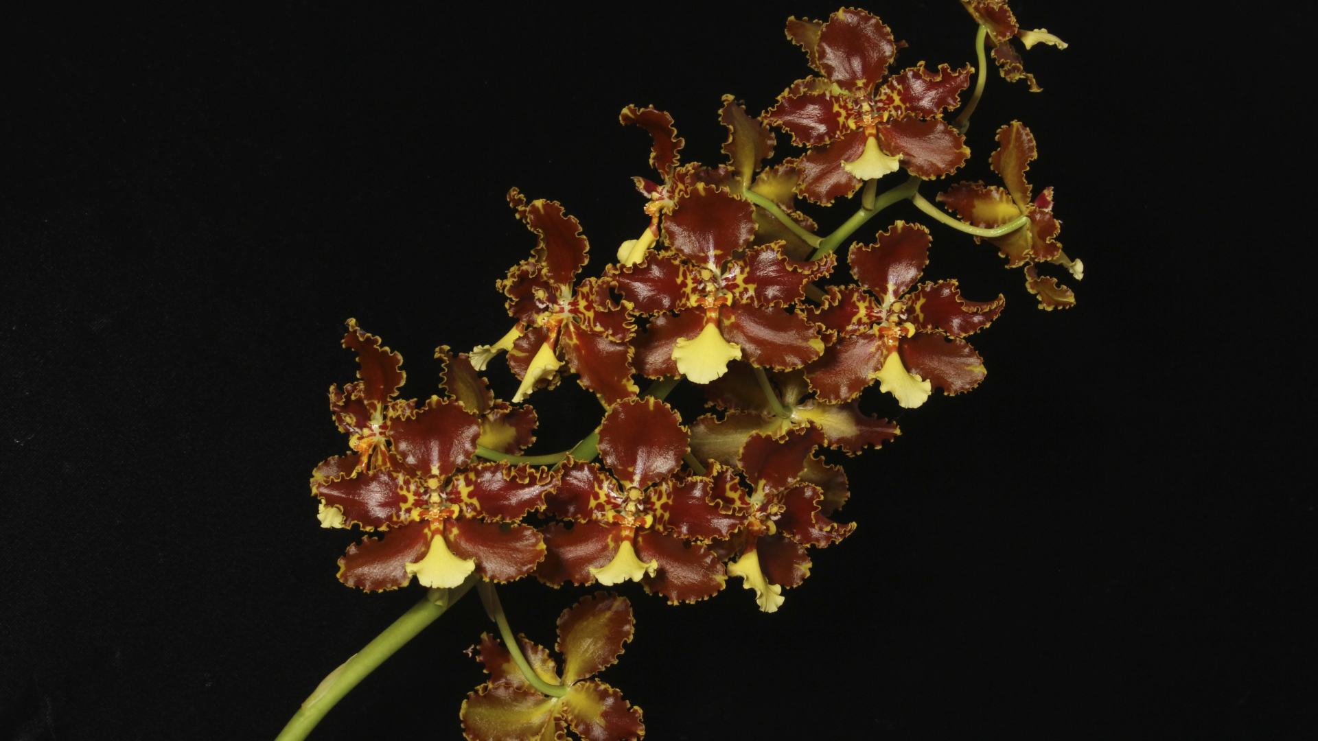 Экзотическая коричневая орхидея на черном фоне