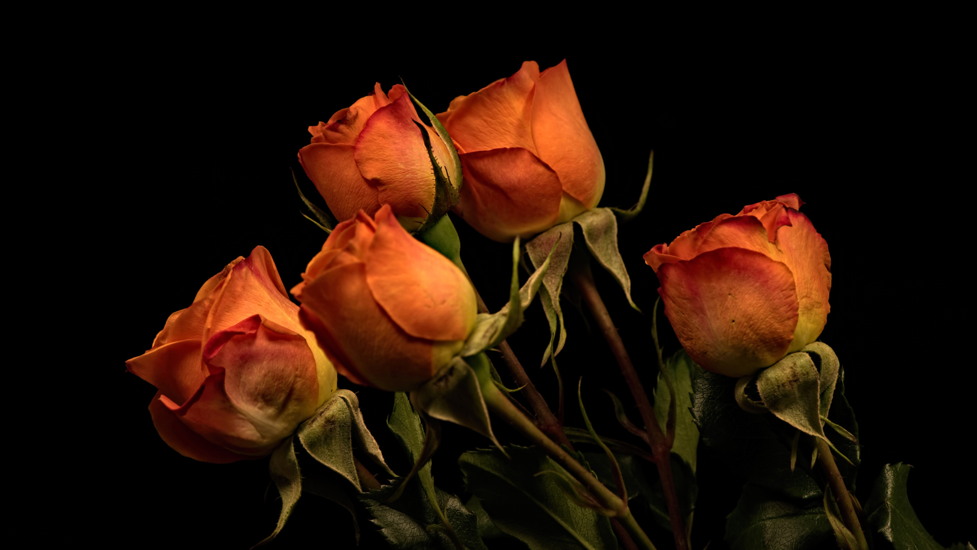 Пять оранжевых роз на черном фоне