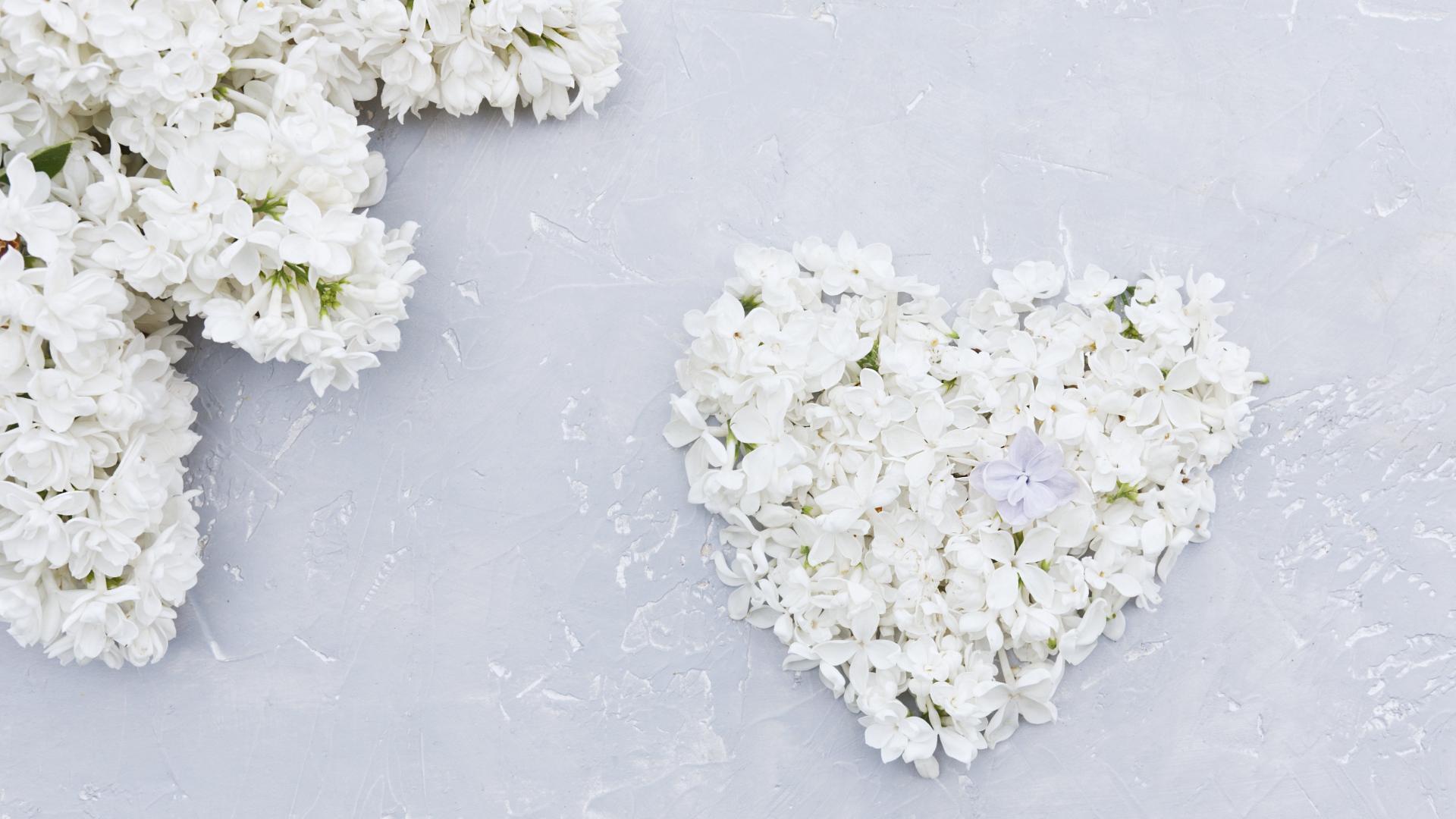 Сердце из цветов белой сирени на сером фоне