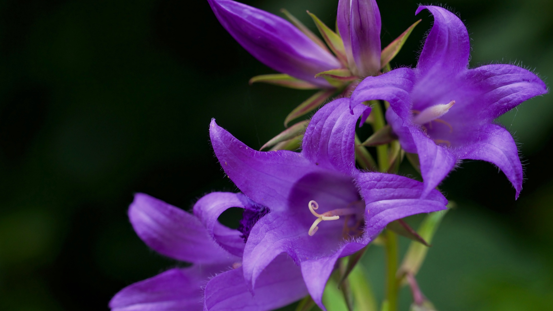 Сиреневые колокольчики крупным планом