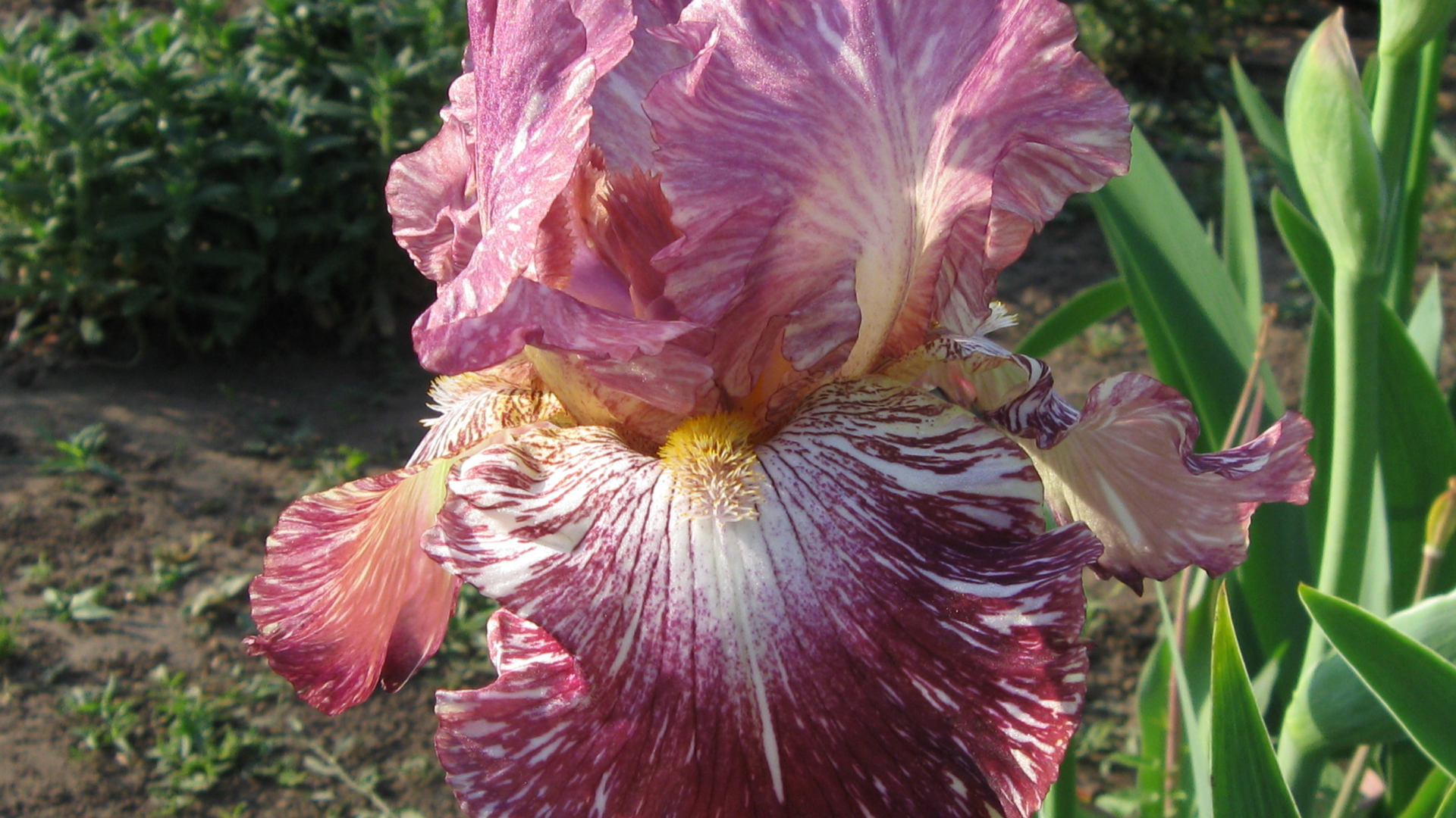 Сиреневый цветок ириса крупным планом