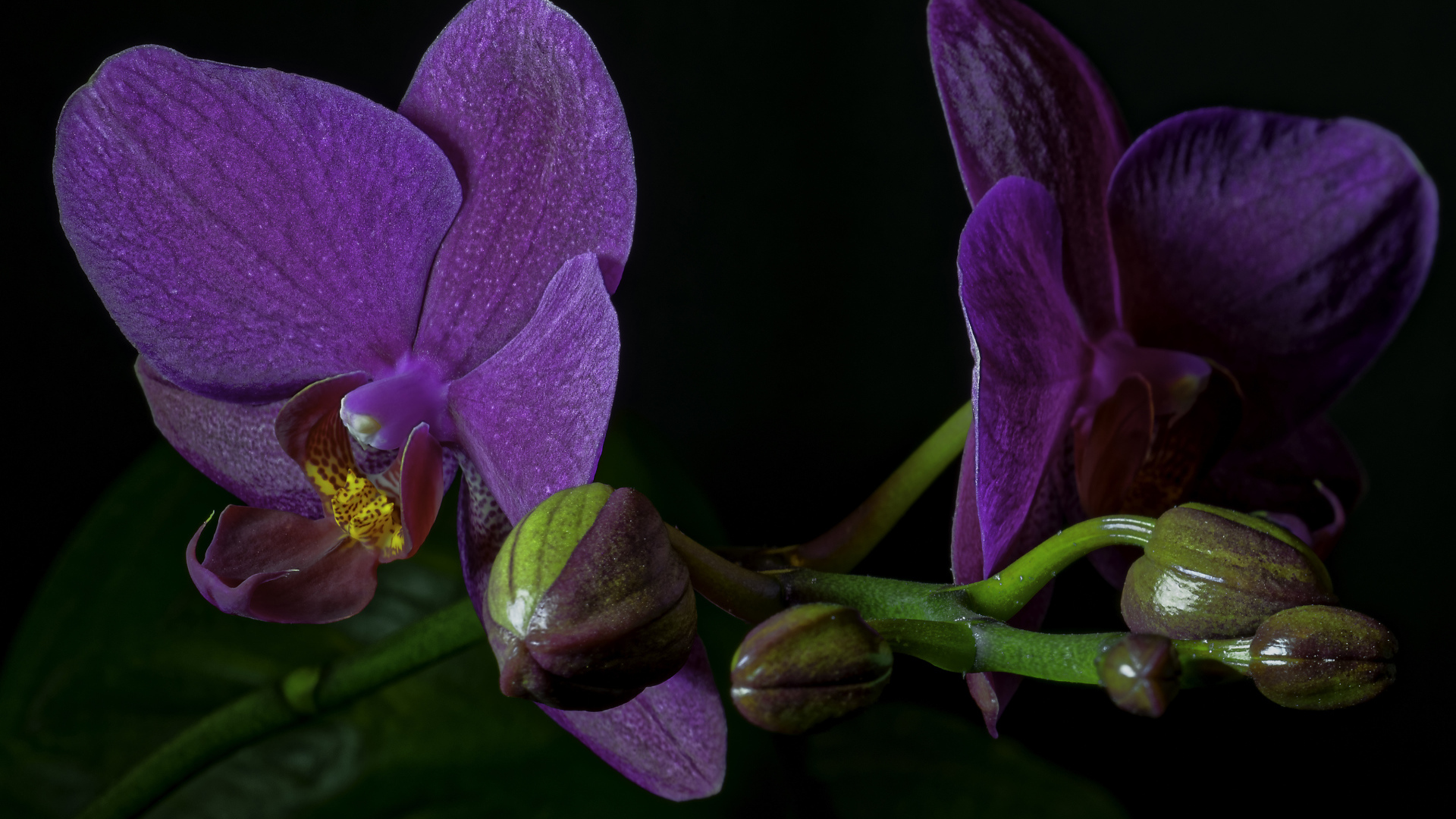 Сиреневые орхидеи с бутонами на черном фоне