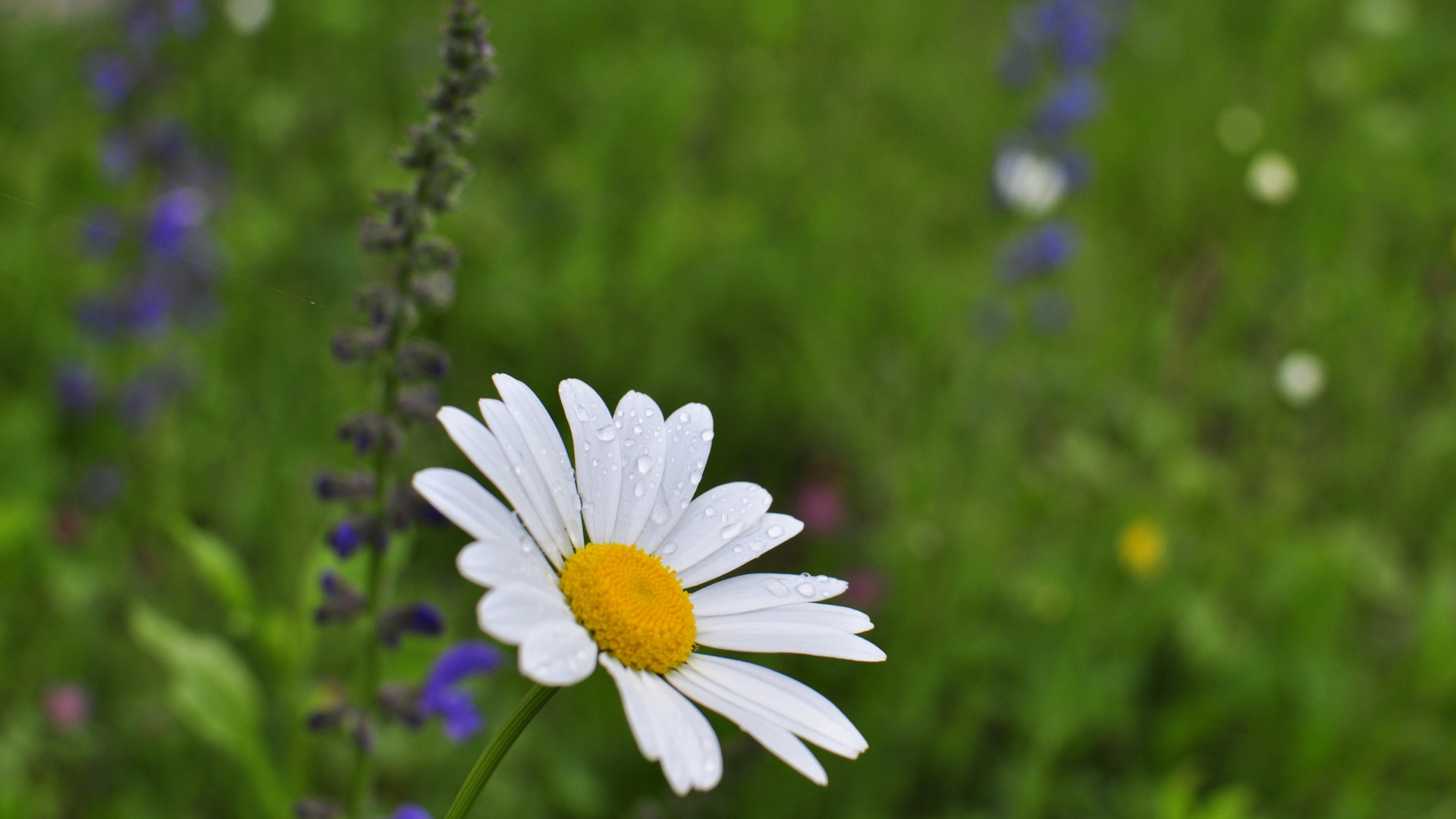 Маленькая белая ромашка с каплями росы на лепестках