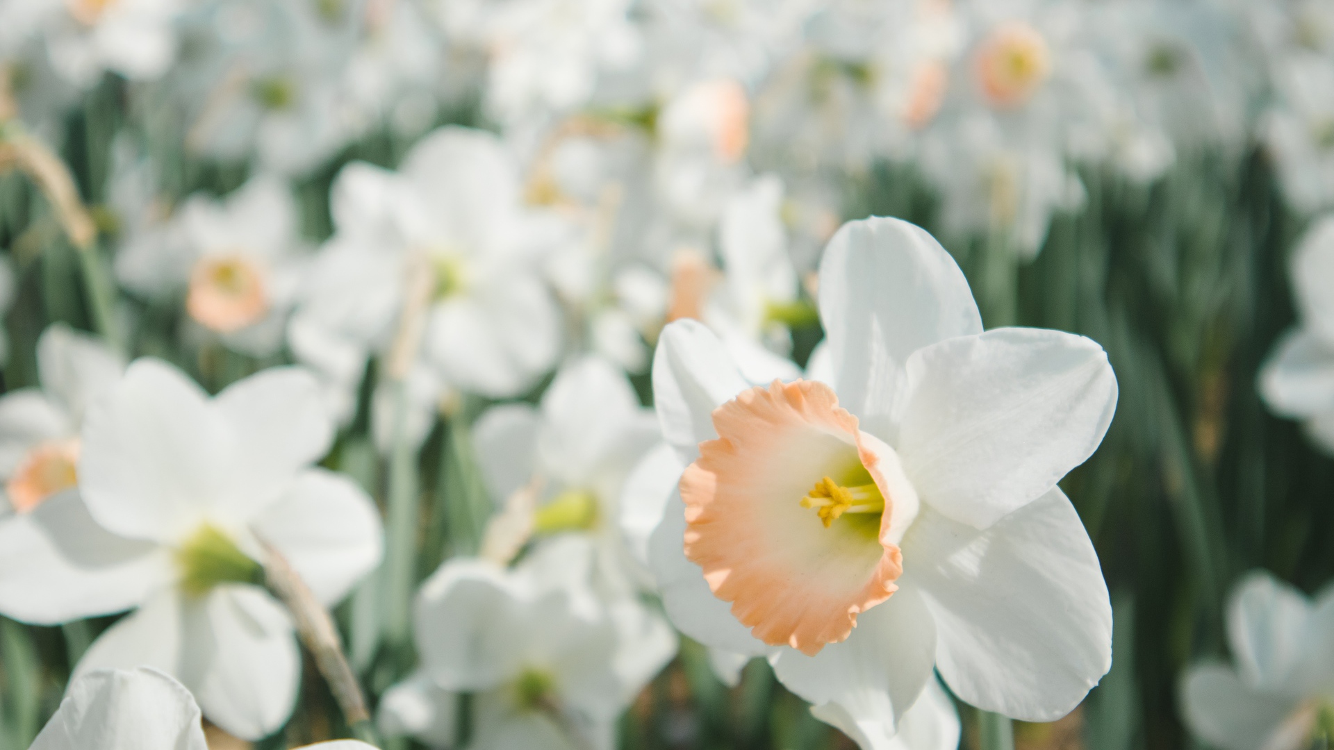 Много ярких белых весенних нарциссов на клумбе