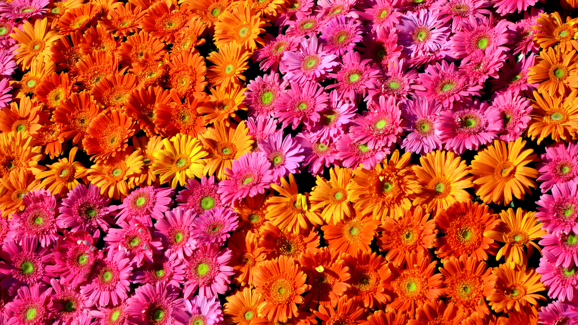 Много розовых и оранжевых гербер крупным планом