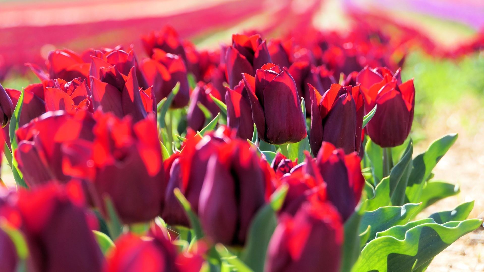 Много тюльпанов бордового цвета в лучах солнца