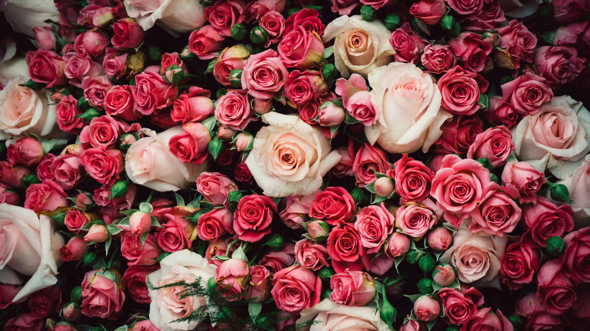 Много разноцветных роз крупным планом