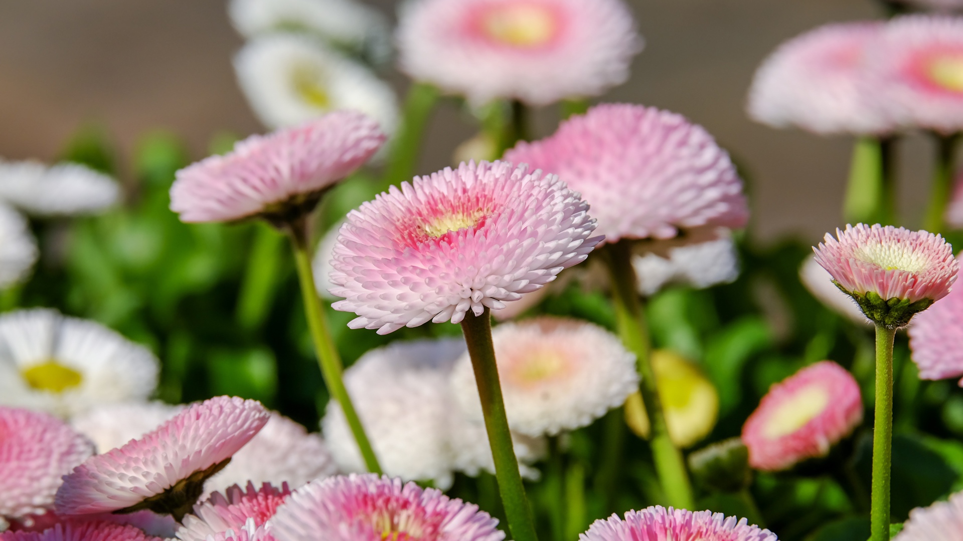 Много розовых маргариток на клумбе