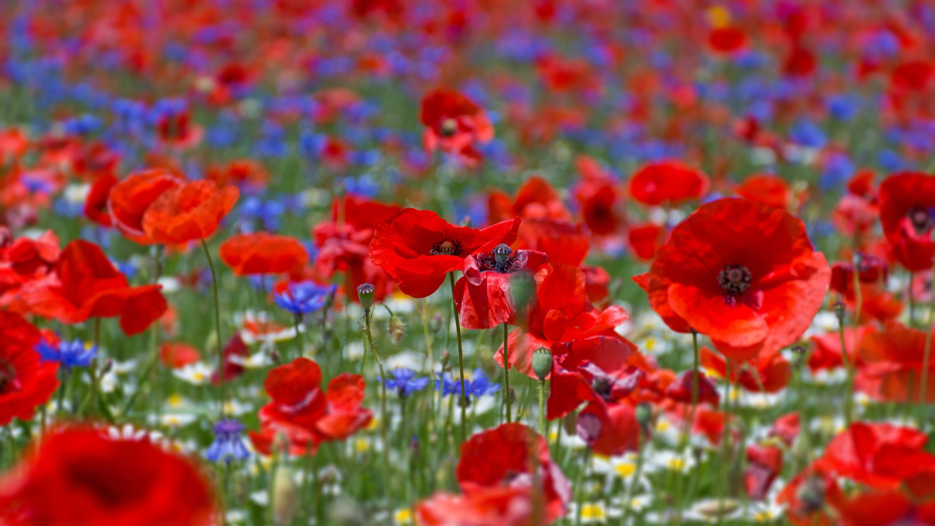 Много красных маков на поле летом