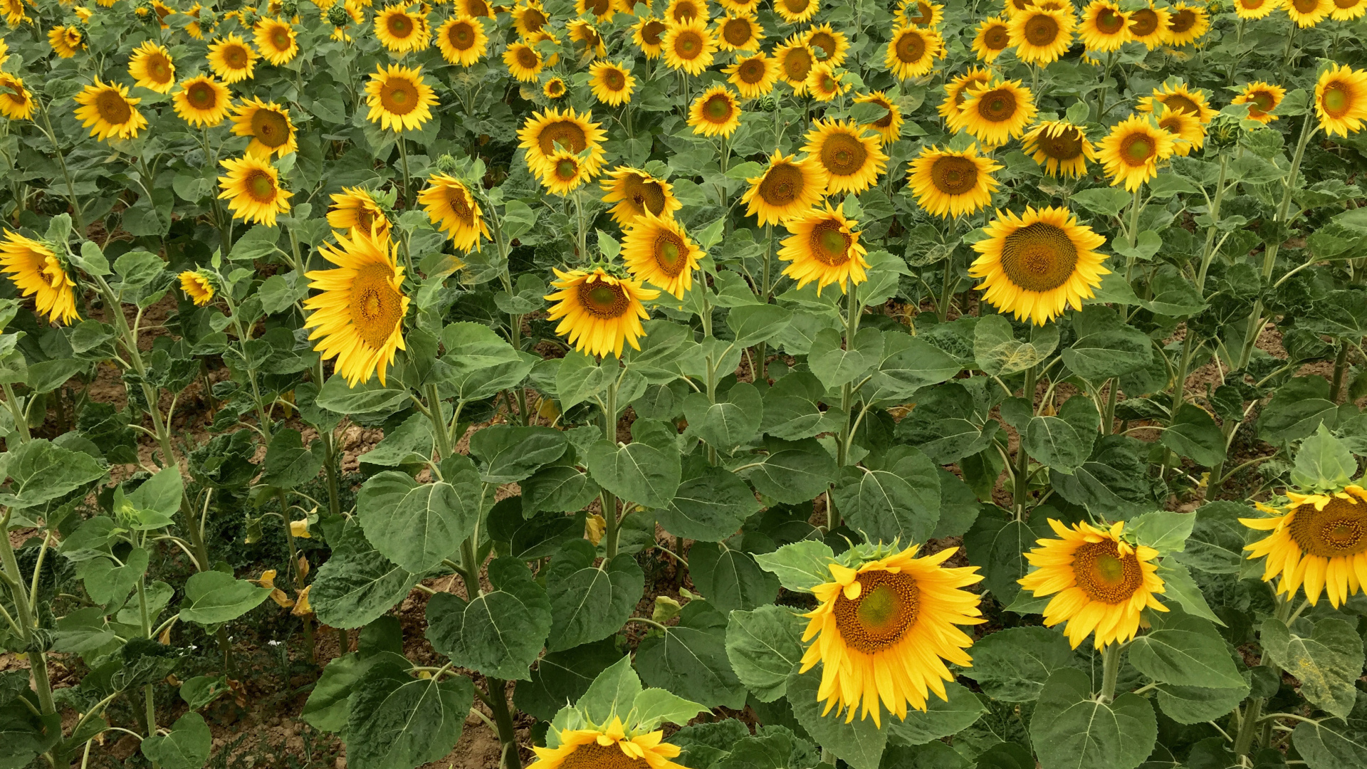 Много желтых цветущих подсолнухов на поле