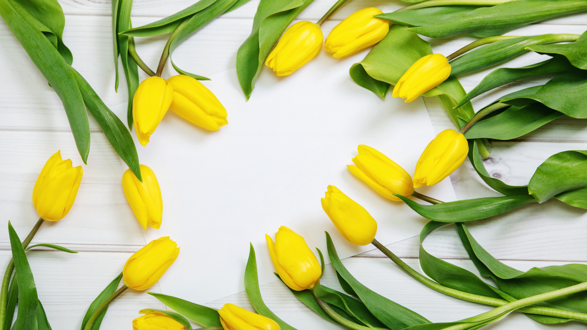 Много желтых тюльпанов с зелеными листьями на сером столе