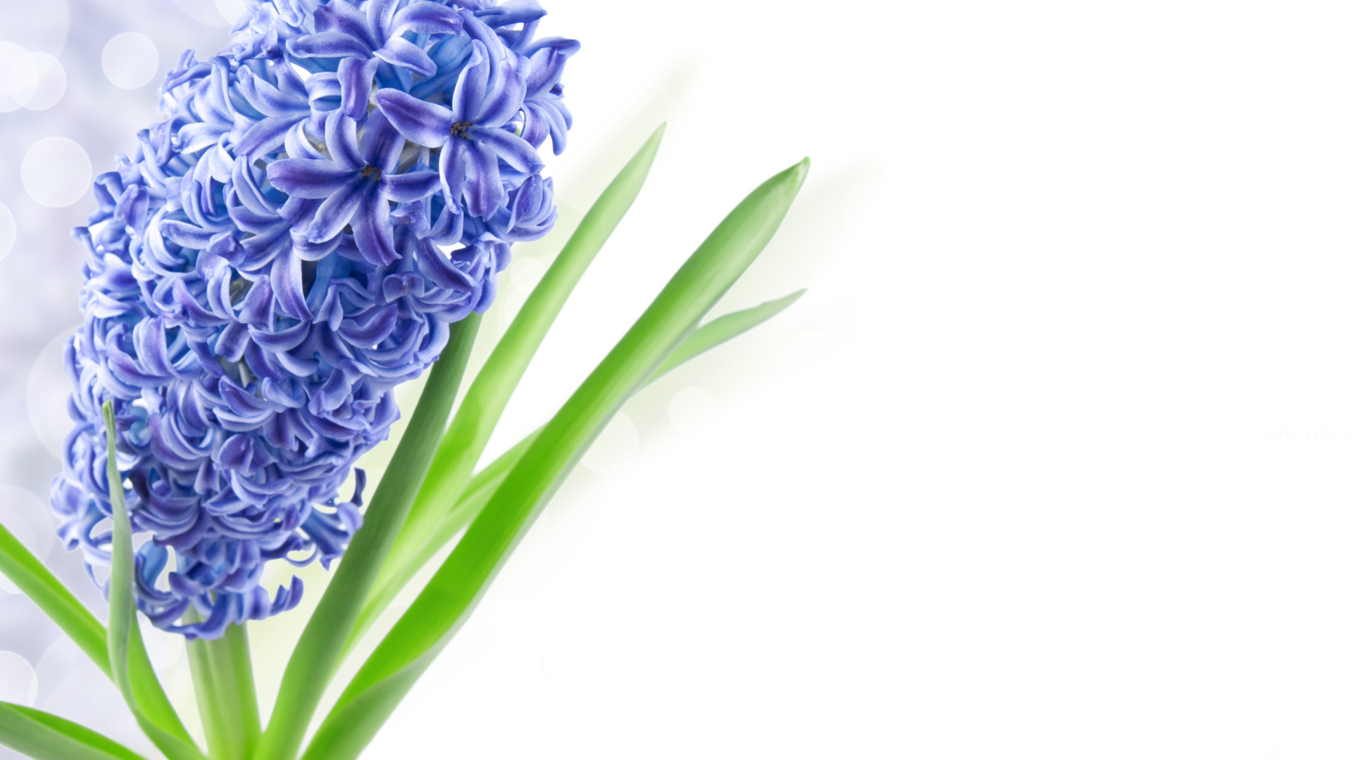 Один цветок голубого гиацинта на белом фоне