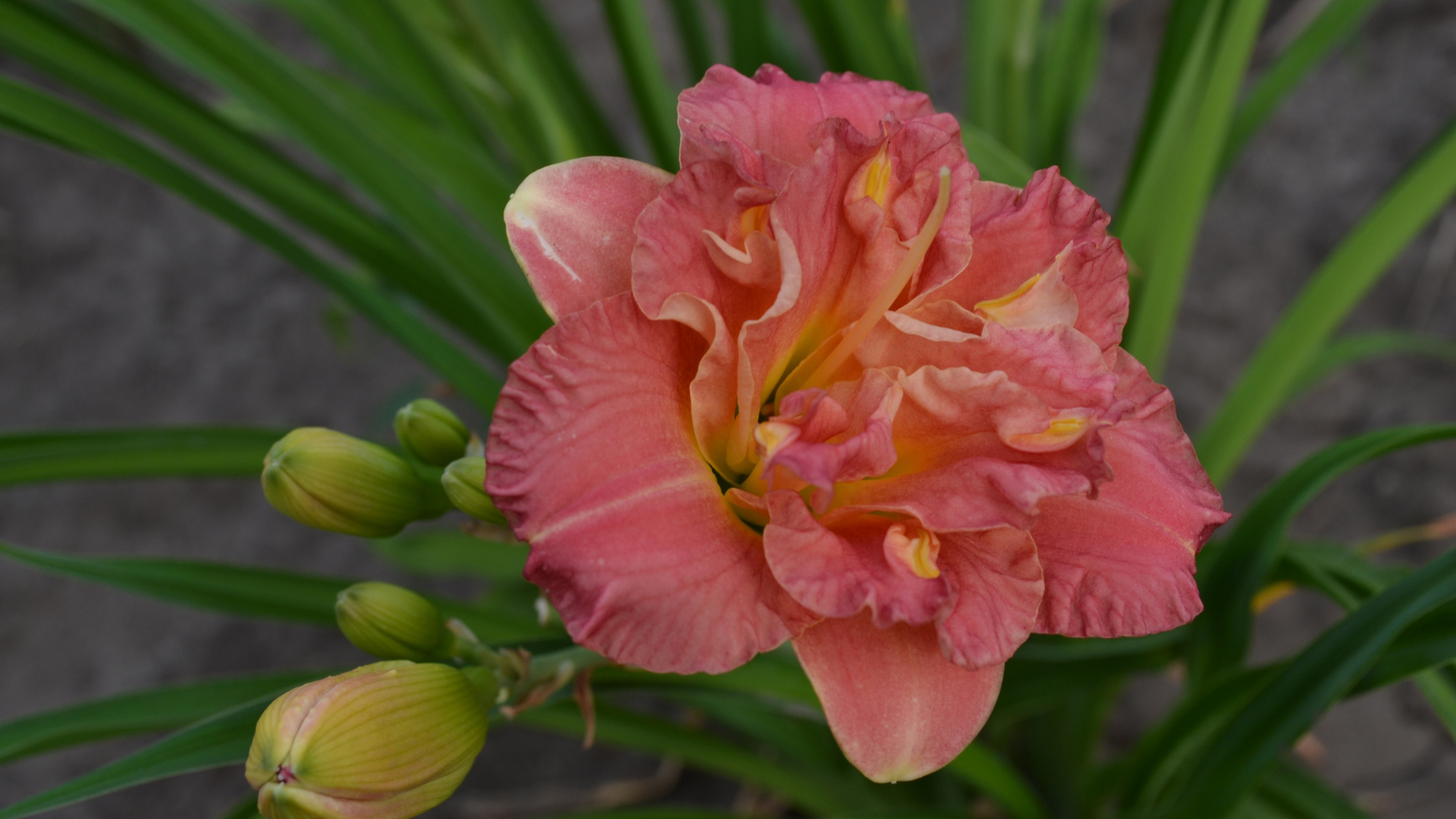 Оранжевая лилия с зелеными листьями и бутонами