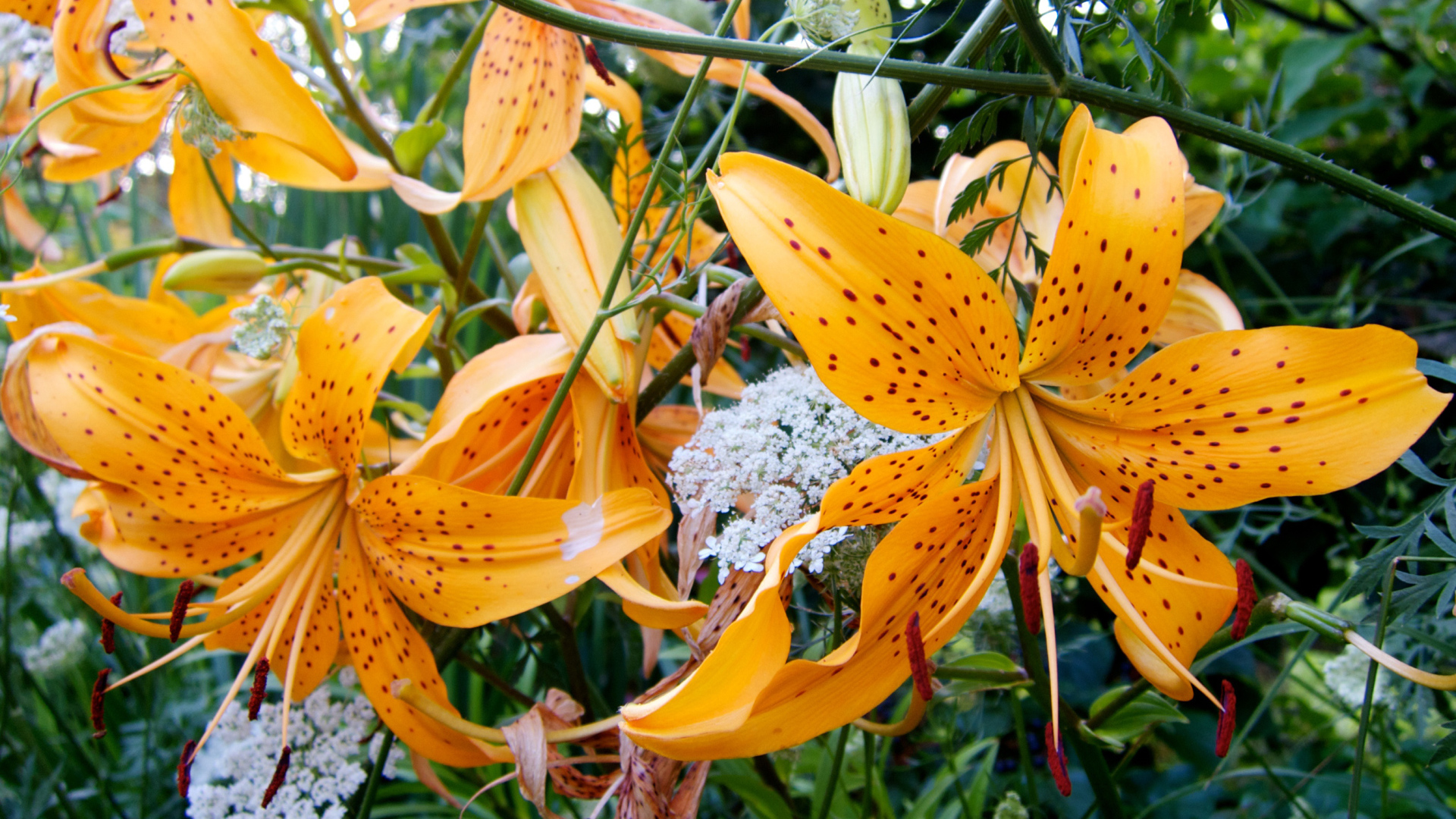 Оранжевые пятнистые тигровые лилии на клумбе