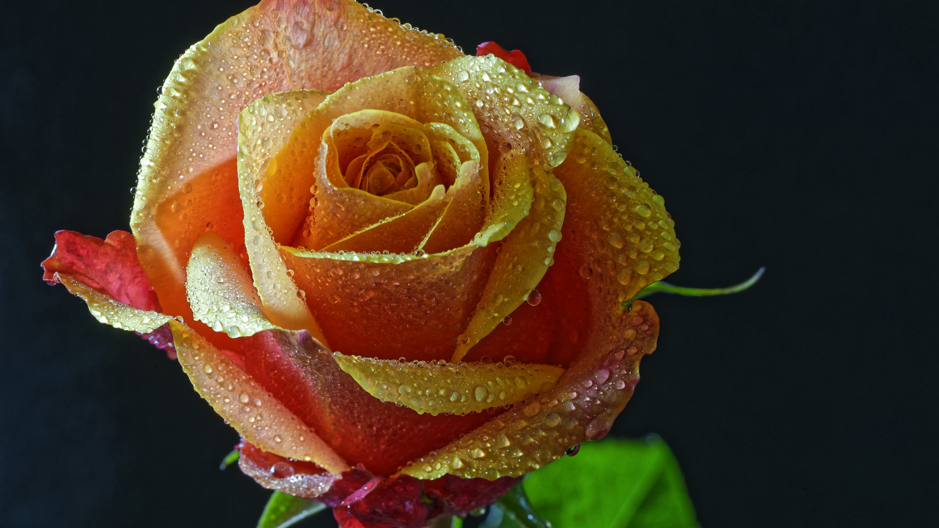 Оранжевая роза в каплях росы на черном фоне