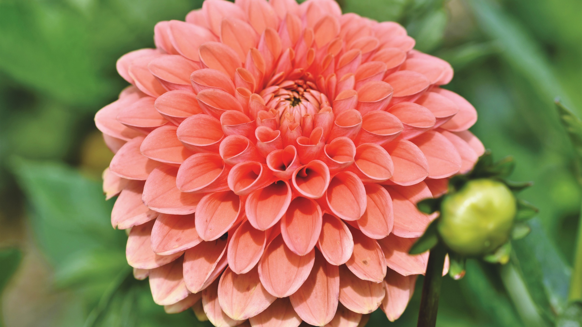 Розовая георгина с бутоном крупным планом