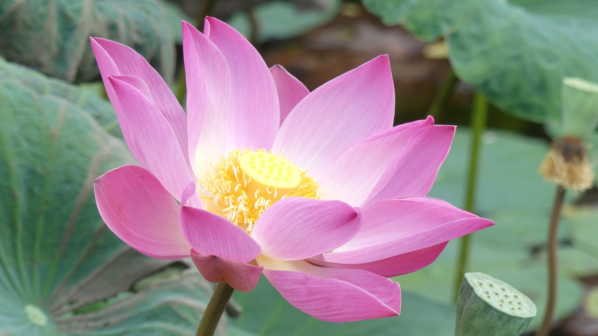 Розовый нежный редкий цветок лотоса в воде