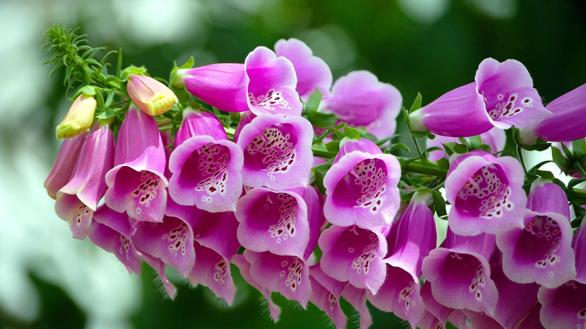 Розовые цветы наперстянка крупным планом