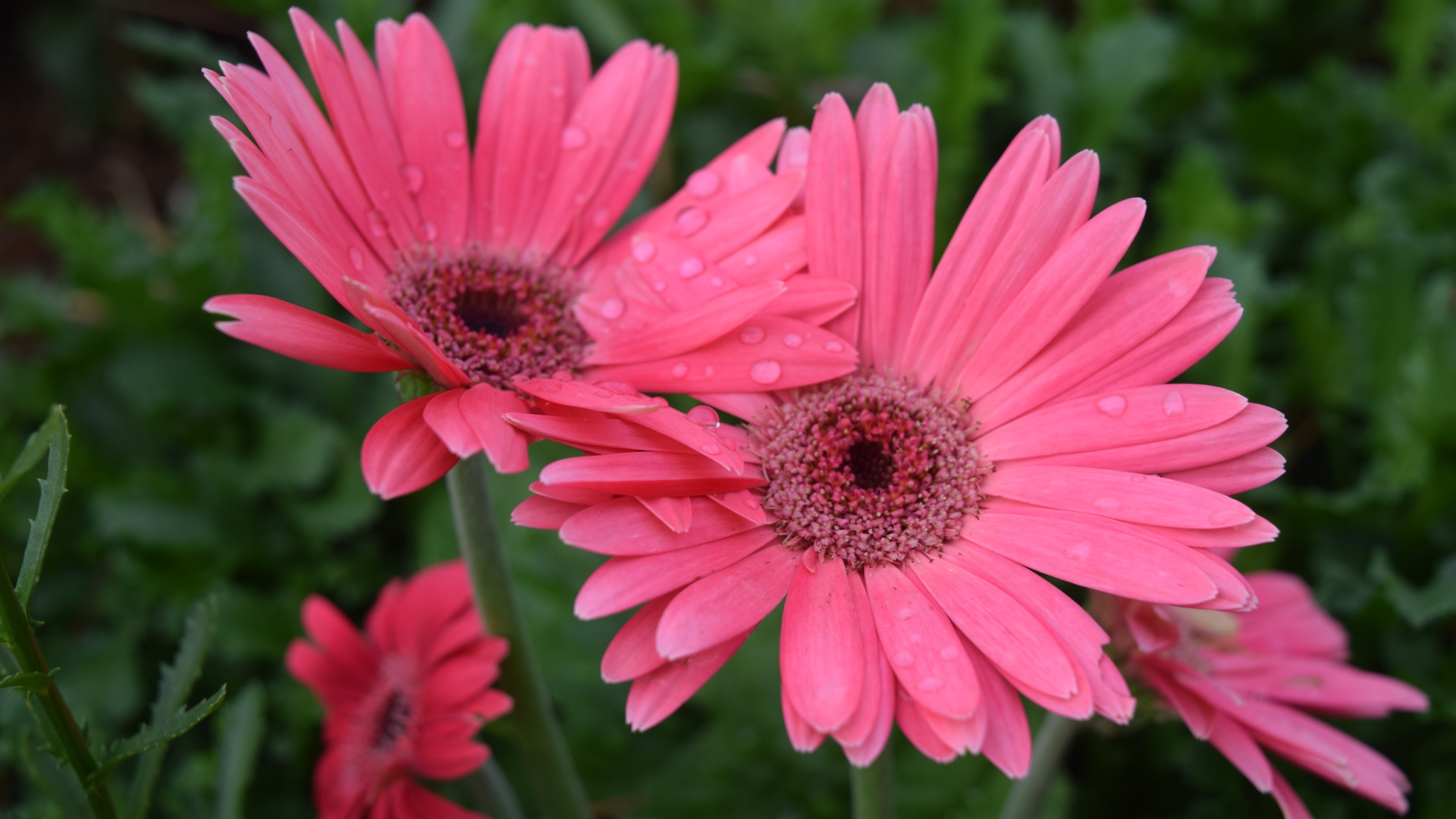 Розовые герберы с каплями воды на лепестках 