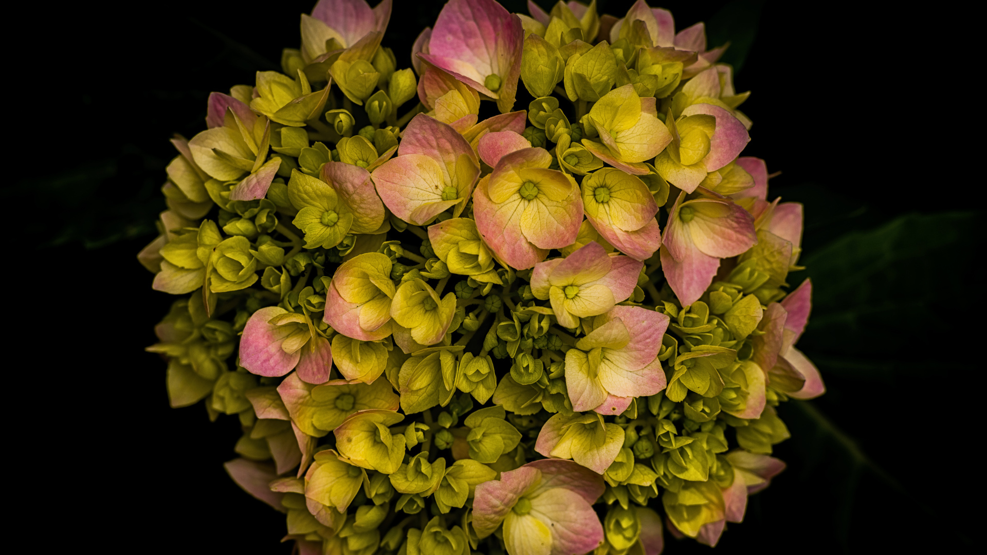 Розовый цветок гортензии распускается на черном фоне