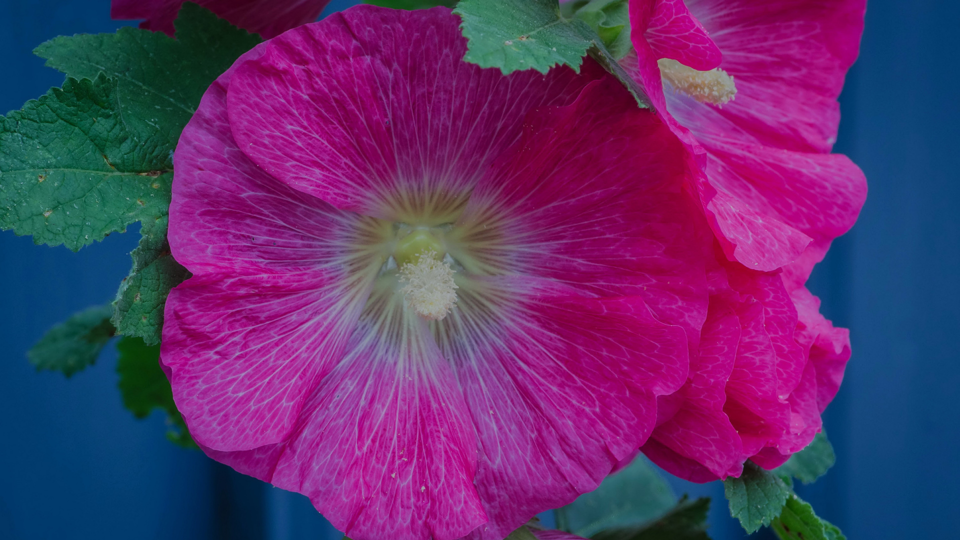 Розовые цветы мальвы с зелеными листьями крупным планом