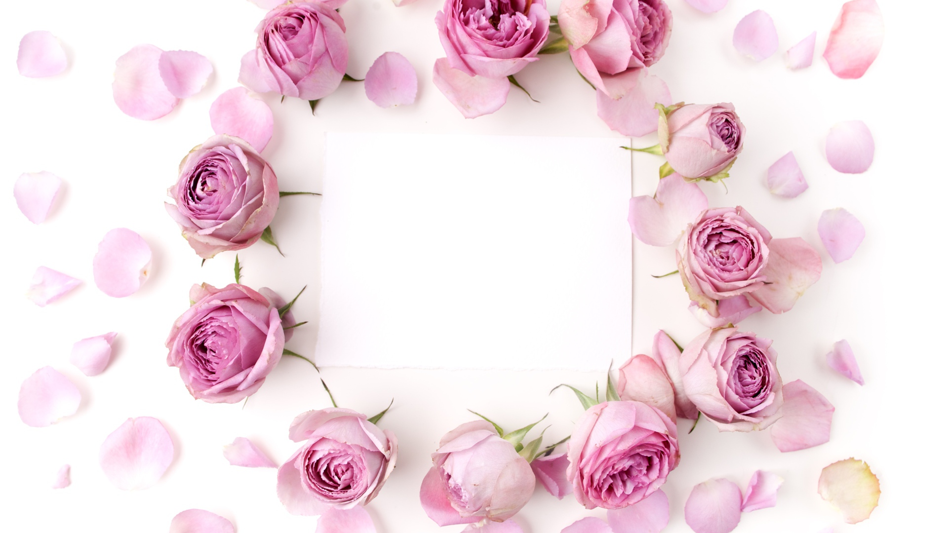 Розовые розы с лепестками на белом фоне с листом бумаги 