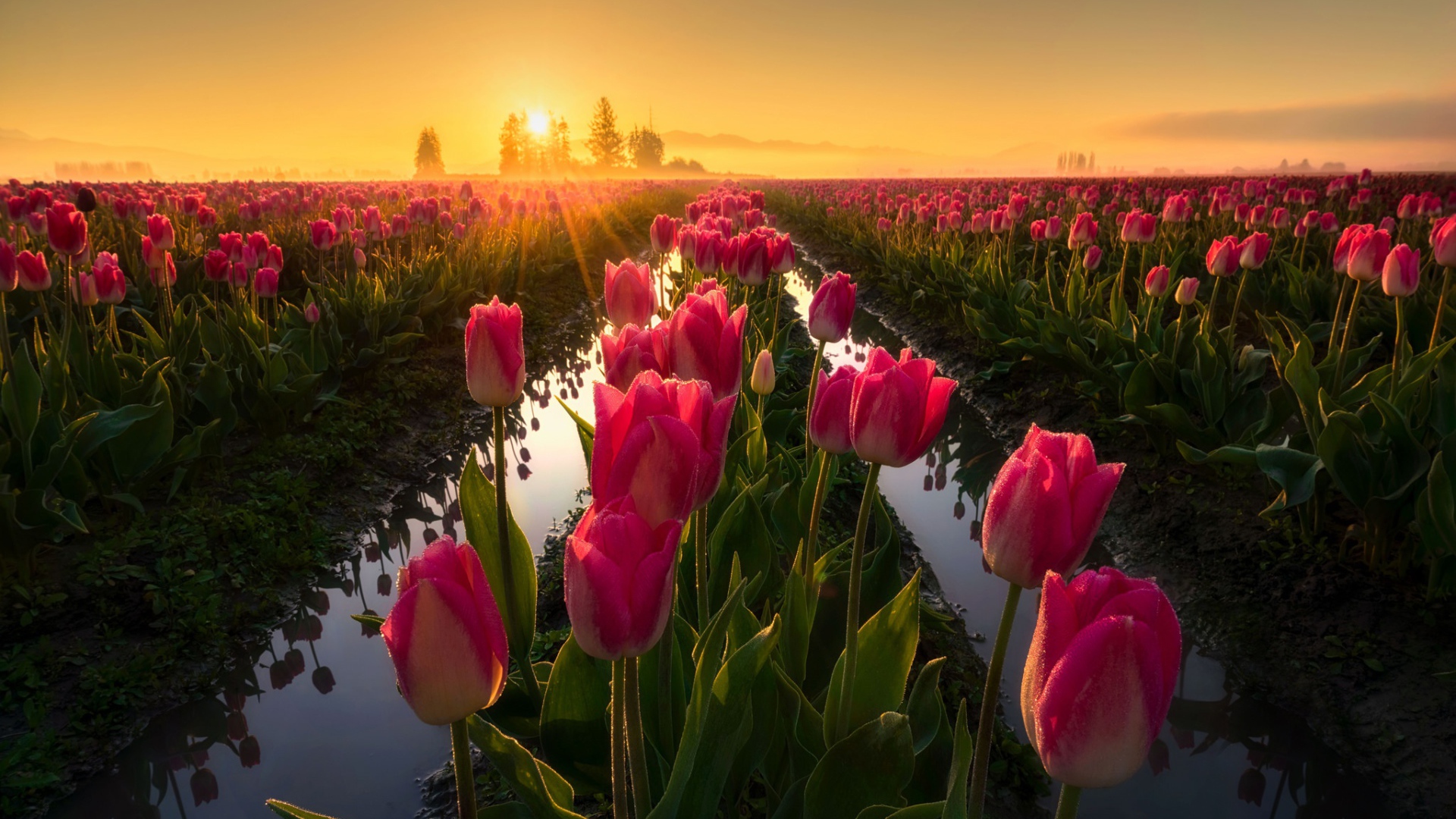 Розовые тюльпаны на рассвете после дождя 