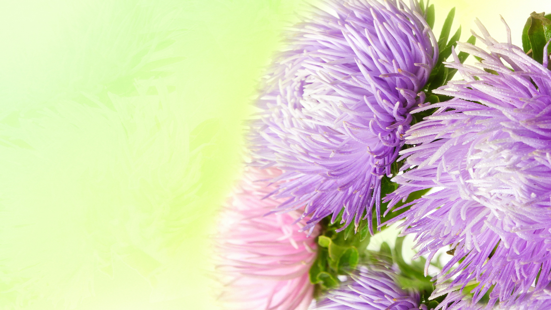 Фиолетовые астры на зеленом фоне