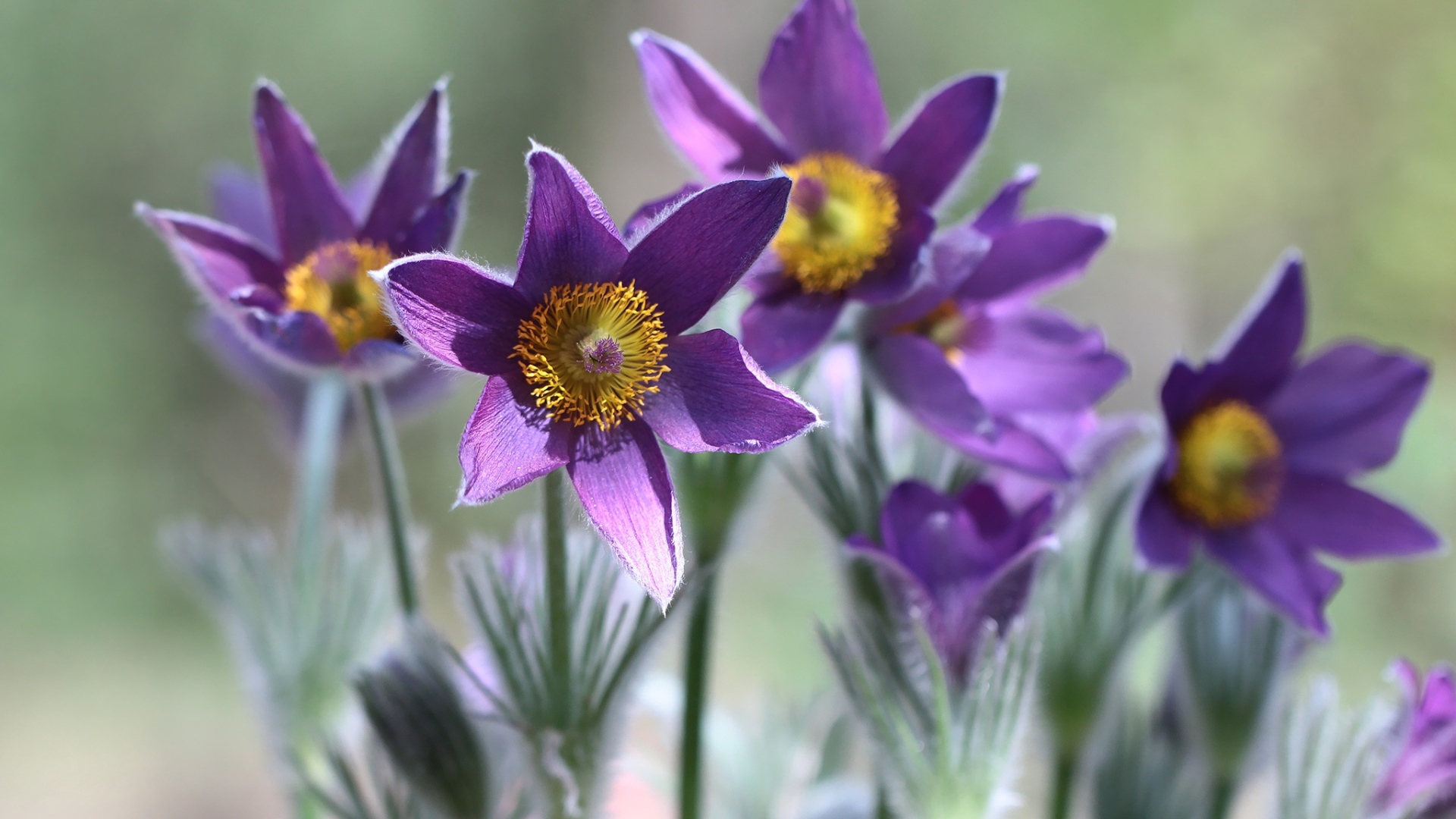 Фиолетовые цветы прострел в лучах солнца крупным планом
