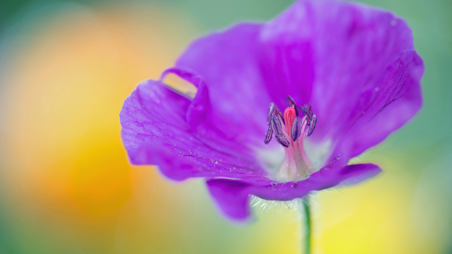 Фиолетовый цветок герани крупным планом