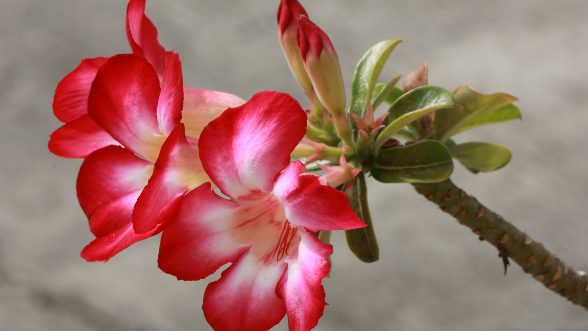 Красные с белым цветы кампсис с бутонами на ветке