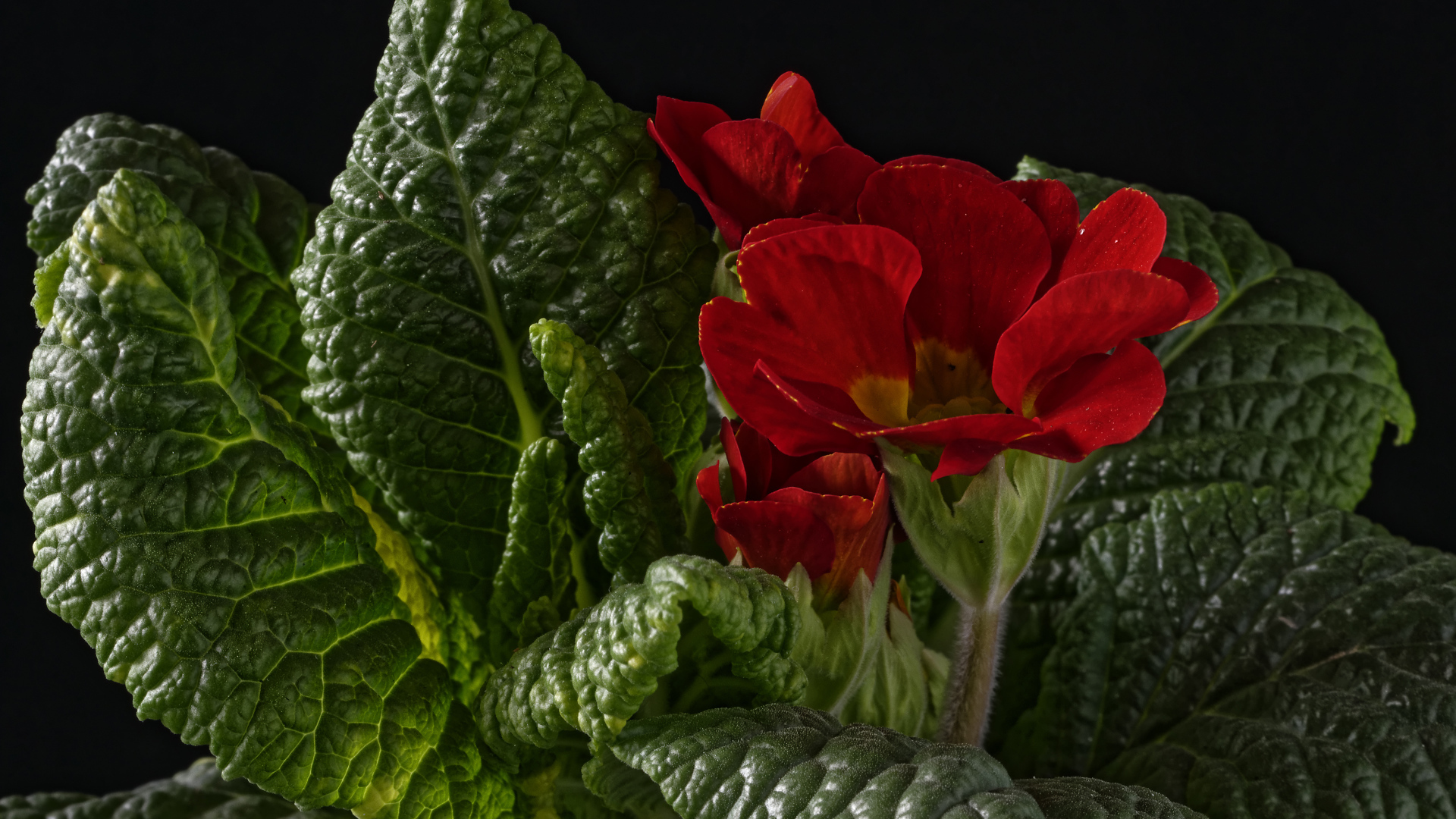 Красный цветок примулы в зеленых листьях на черном фоне