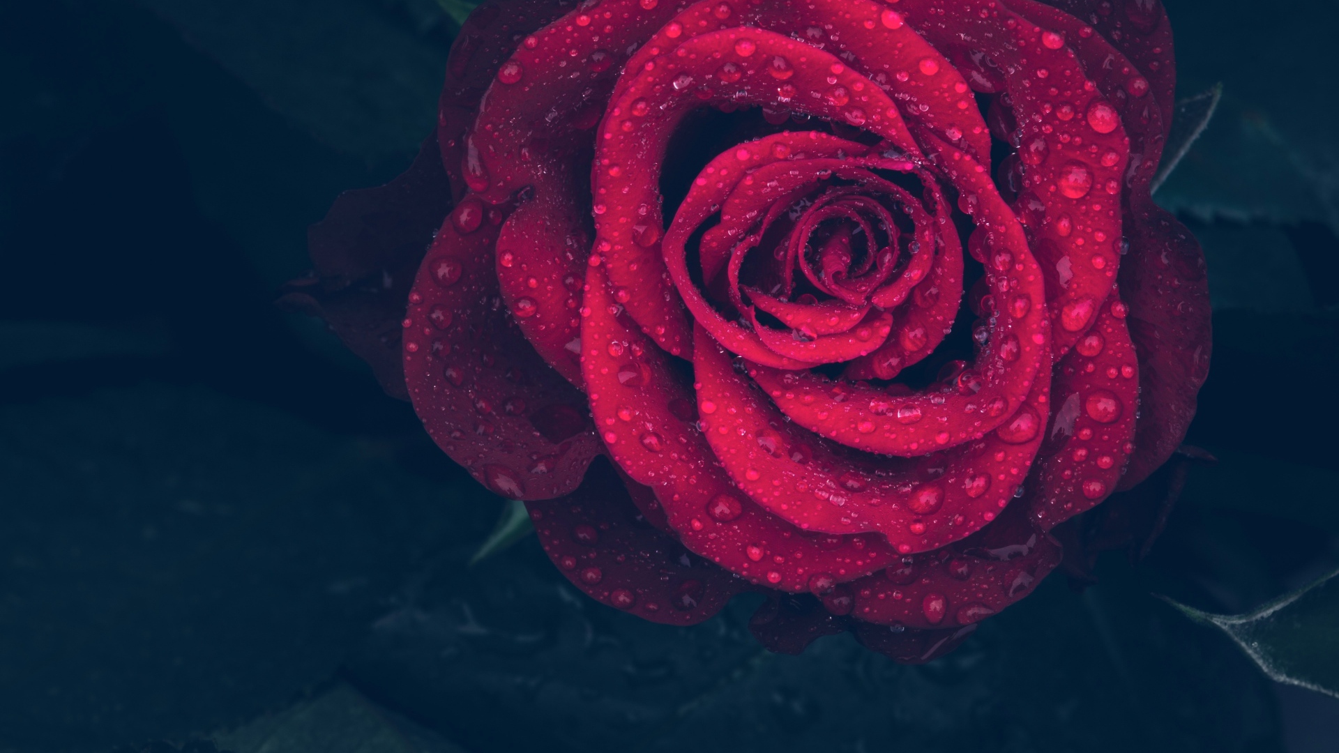 Красная роза в каплях воды на лепестках 