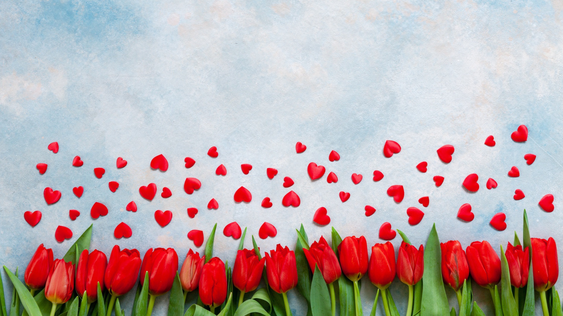 Красные тюльпаны на голубом фоне с красными сердечками