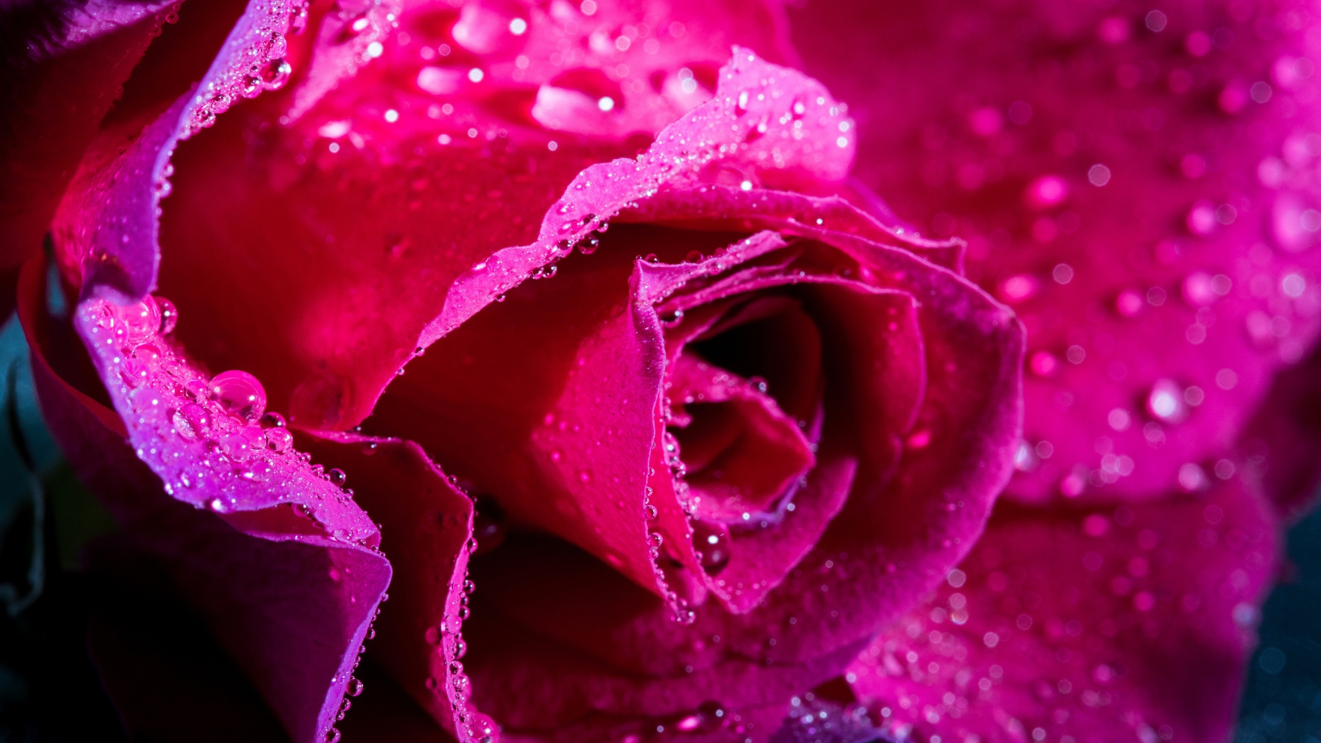 Нежная розовая роза в каплях росы крупным планом