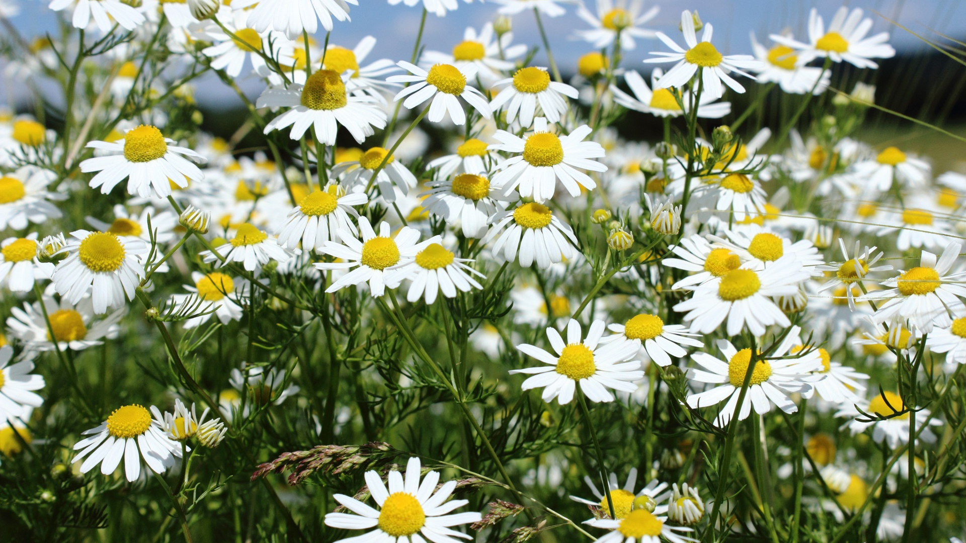 Нежные белые полевые ромашки крупным планом