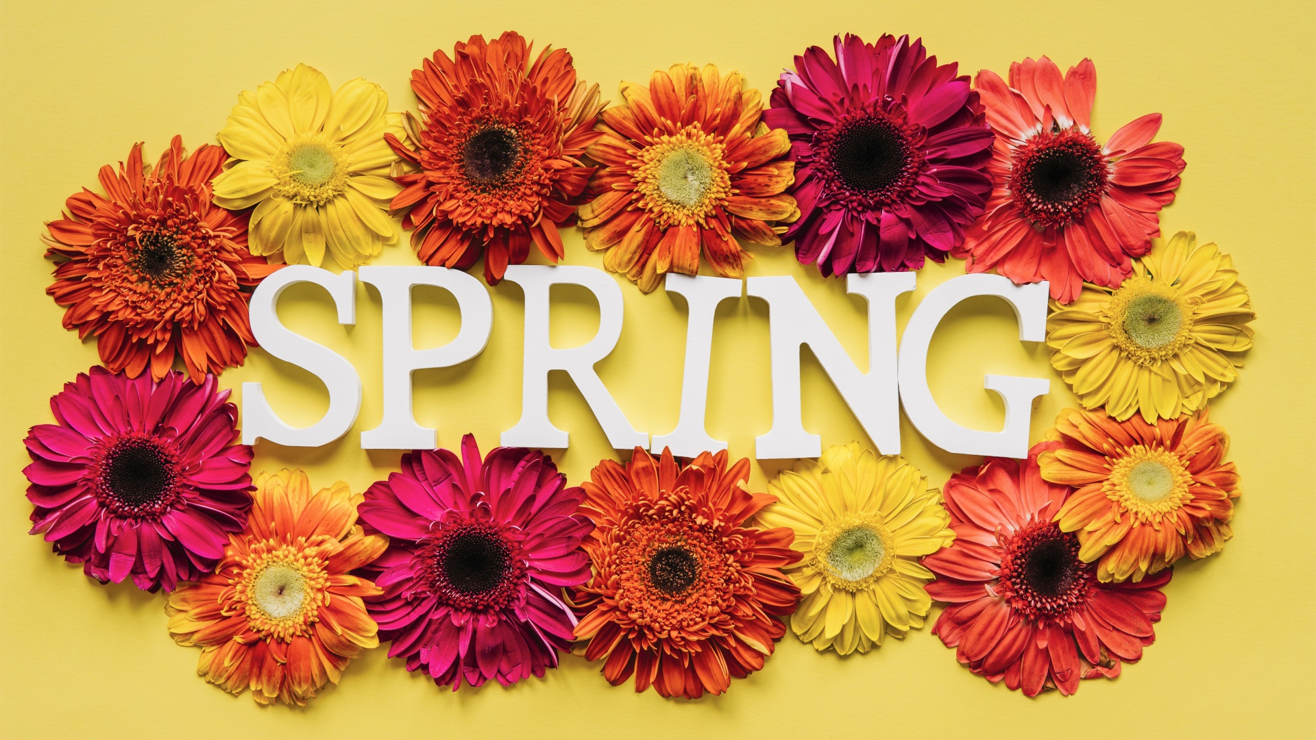 Надпись на английском весна с цветами герберы 