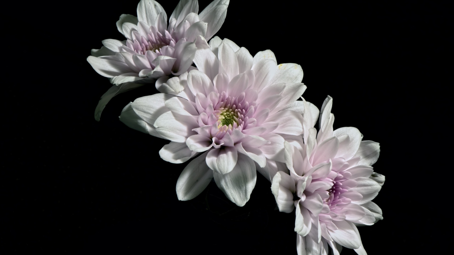 Три розовых цветка хризантемы на черном фоне