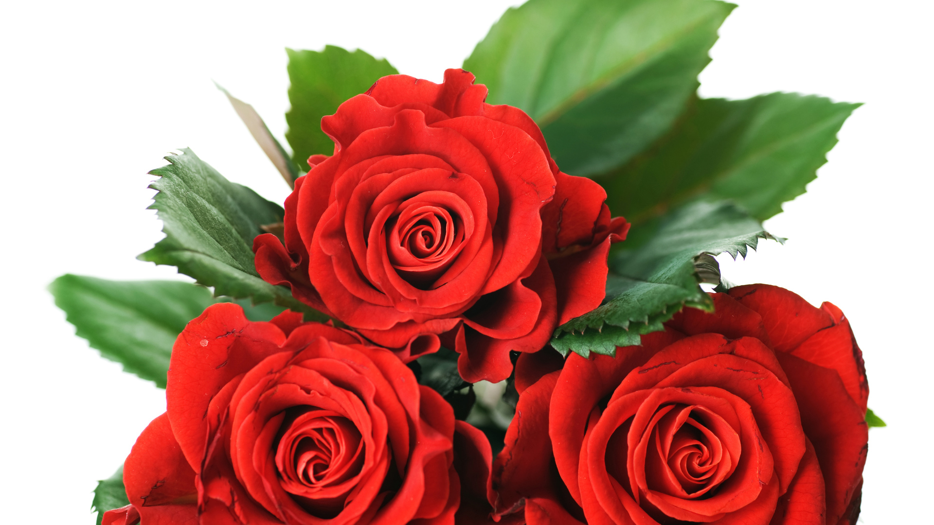 Три красные розы с зелеными листьями на белом фоне