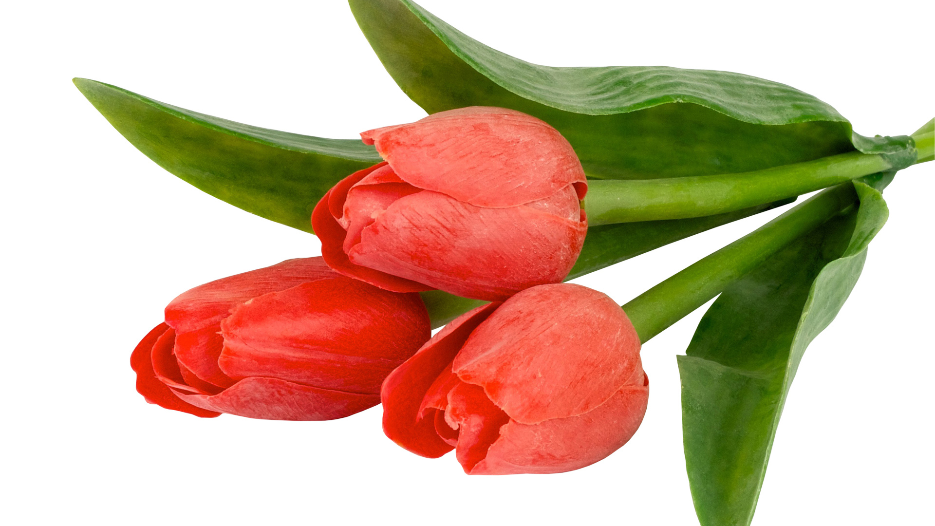 Три тюльпана с зелеными листьями на белом фоне