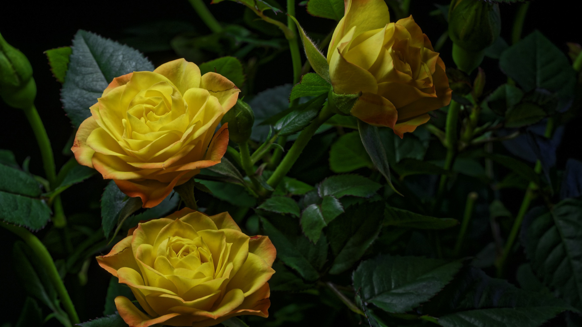 Три желтые розы с зелеными листьями на черном фоне