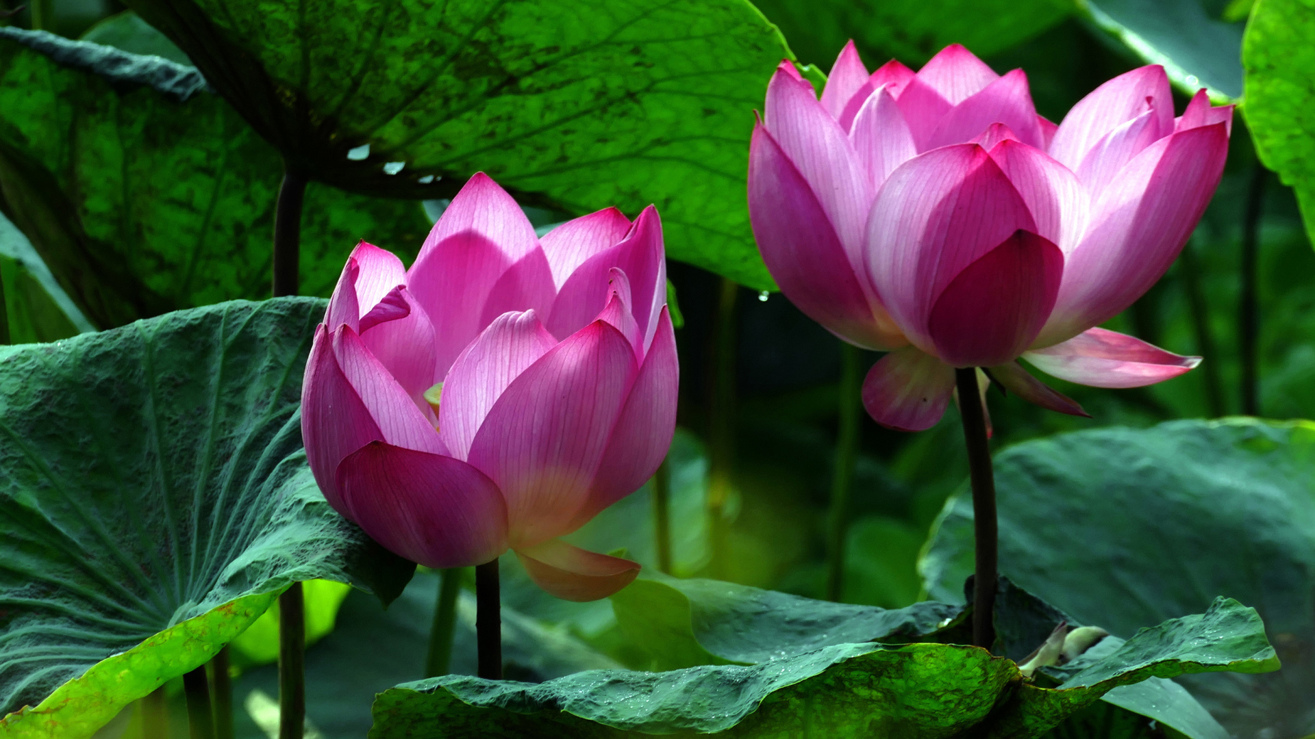 Два красивых розовых цветка водяной лилии в зеленых листьях