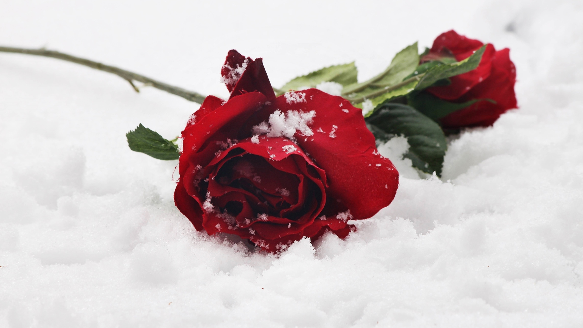 Две нежные красные розы на снегу