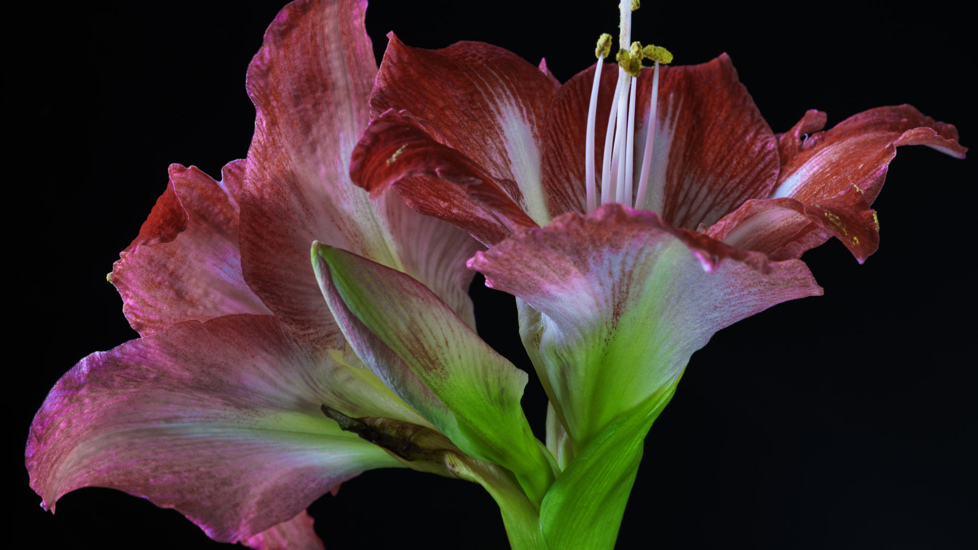 Два красных красивых цветка амариллиса на черном фоне