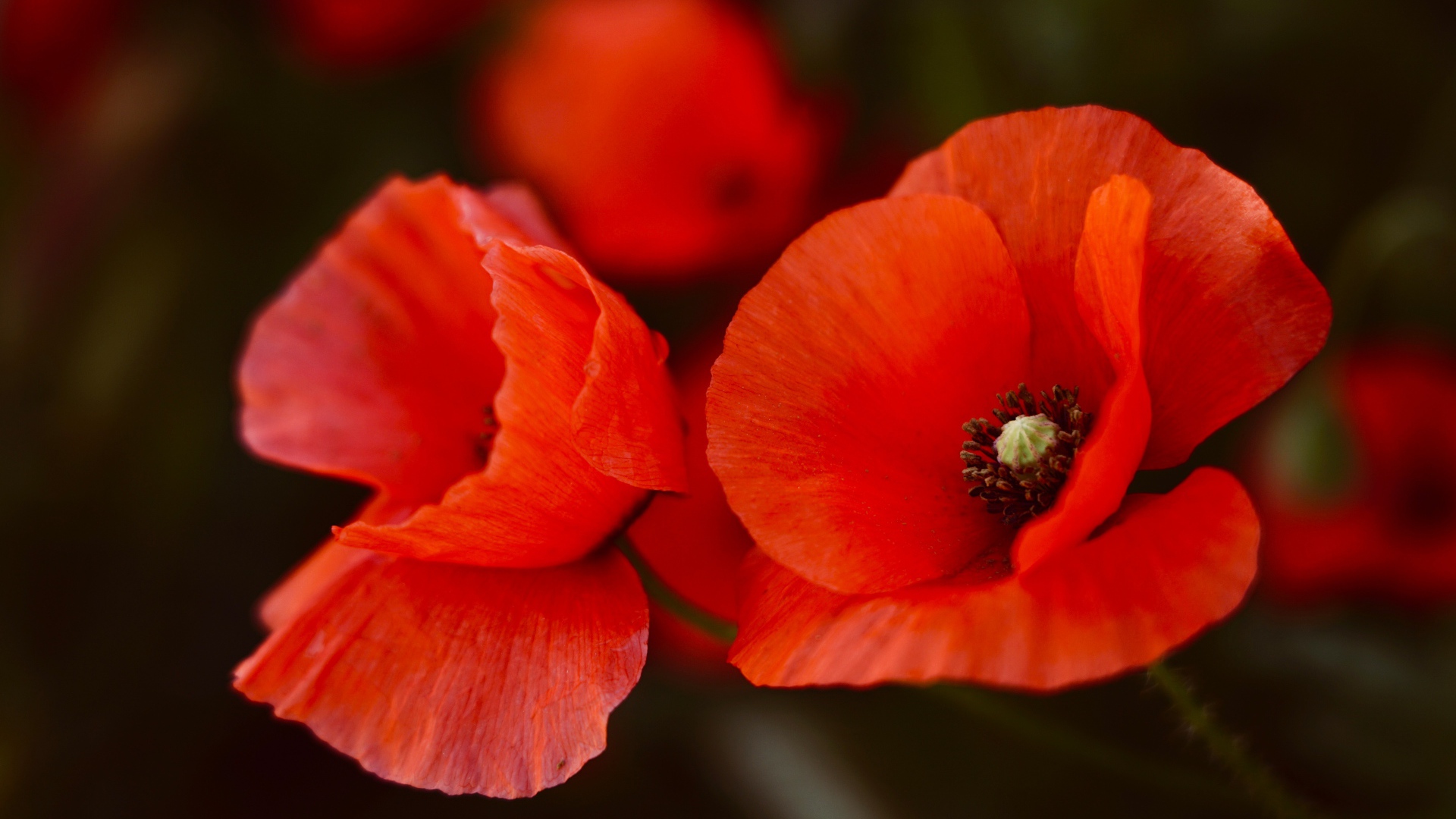 Два алых мака крупным планом