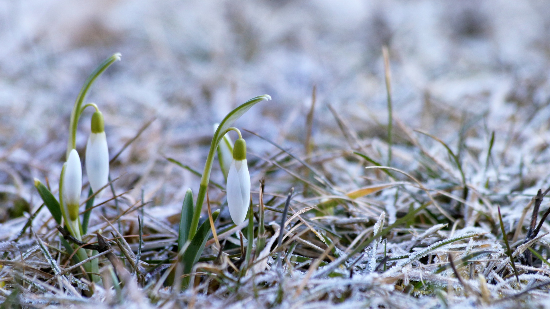 Два нежных белых подснежника на покрытой инеем траве 