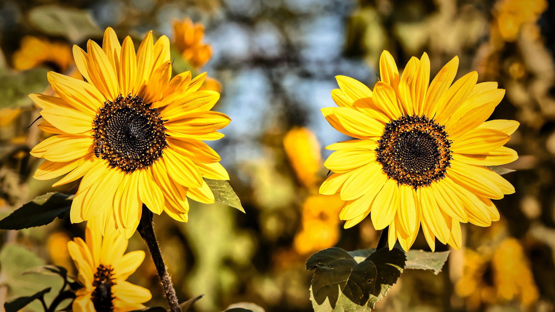 Два желтых цветка подсолнуха крупным планом