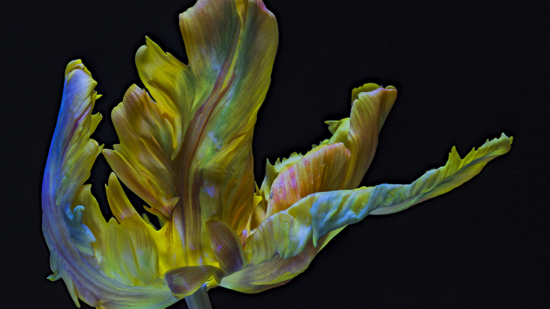 Необычный тюльпан на черном фоне крупным планом